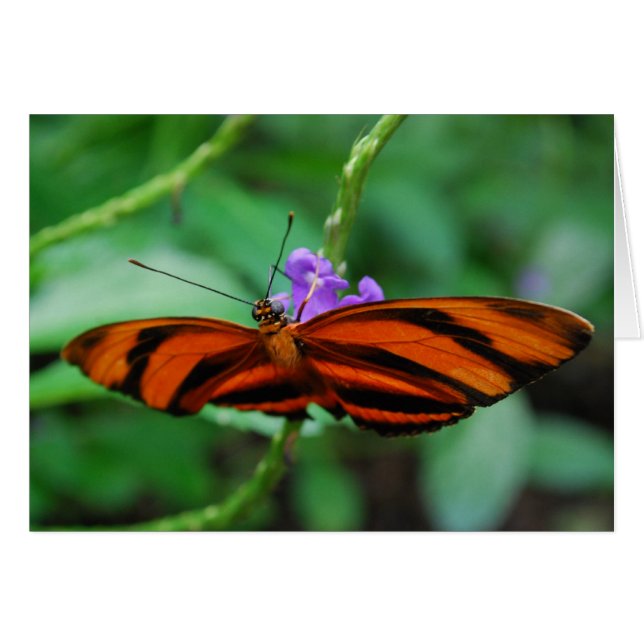Banded Orange Heliconian (Vorderseite (Horizontal))