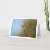 Banded Orbweaver Spider Karte (Vorderseite)