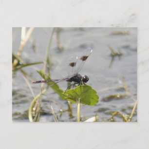 Banded Pennant Dragonfly Postkarte