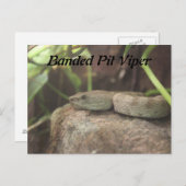 Banded Pit Viper Snake Postkarte (Vorne/Hinten)