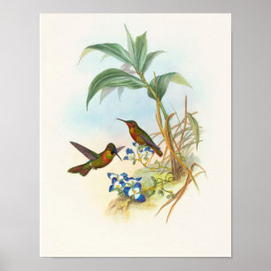 Banded Ruby von John Gould Druck Poster