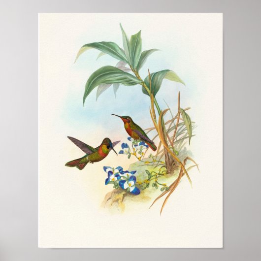 Banded Ruby von John Gould Druck Poster (Vorne)