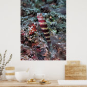 Banded Shrimp Goby Poster (Küche)