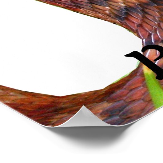 Banded Water Schlange Poster (Ecke)