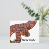 Banded Water Schlange Postkarte (Stehend Vorderseite)