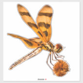 Bandendrachenfliege nah auf Bur-Schilf Aufkleber (Blatt)