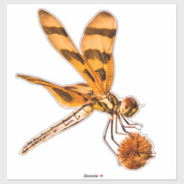 Bandendrachenfliege nah auf Bur-Schilf Aufkleber