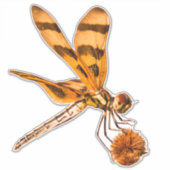 Bandendrachenfliege nah auf Bur-Schilf Aufkleber (Vorderseite)