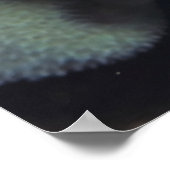 Bandenreiniger Shrimp-Paar Poster (Ecke)