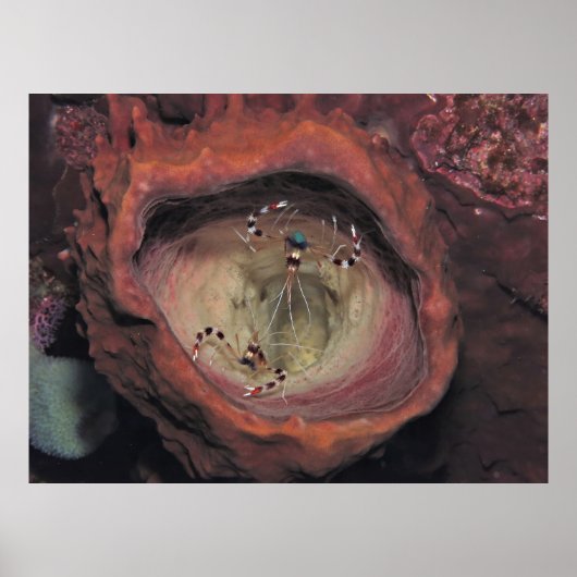 Bandenreiniger Shrimp-Paar Poster (Vorne)