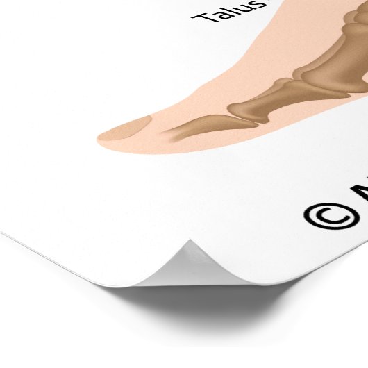 Bänder am Knöchel, gezeichnet. Poster (Ecke)