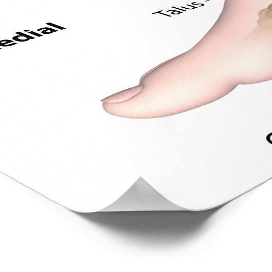 Bänder am Knöchel, gezeichnet. Poster (Ecke)