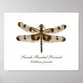 Banding Pennant Dragonfly Art Poster (Vorne)
