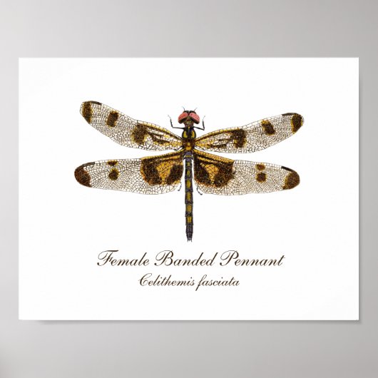 Banding Pennant Dragonfly Art Poster (Vorne)