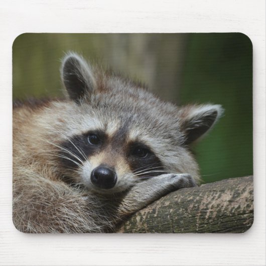 Bandit an der Erholung Niedlich Raccoon Mousepad (Vorne)