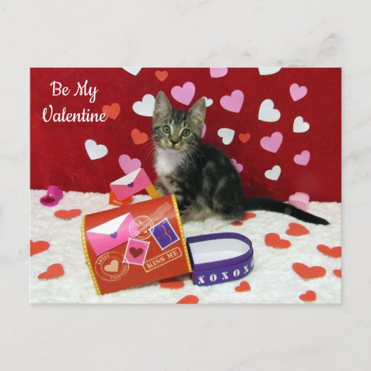 Bandit Die Valentine Postkarte der Katze (Vorderseite)
