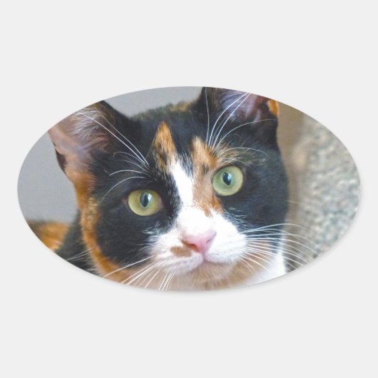 Bandit Ovaler Aufkleber (Vorderseite)