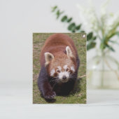 Bandit Postkarte (Stehend Vorderseite)