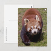 Bandit Postkarte (Vorne/Hinten)