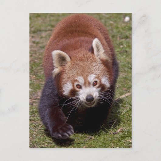 Bandit Postkarte (Vorderseite)