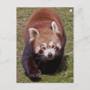 Banditen-Postkarte Postkarte