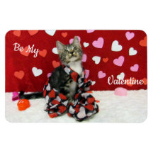 Bandit's Best Dressed Valentine's Cat / Kitten