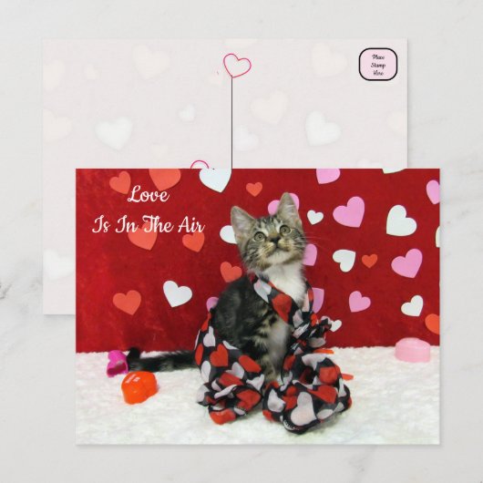 Bandits beste gekleidete Katze Valentins Postkarte (Vorne/Hinten)