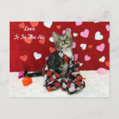 Bandits beste gekleidete Katze Valentins Postkarte (Vorderseite)