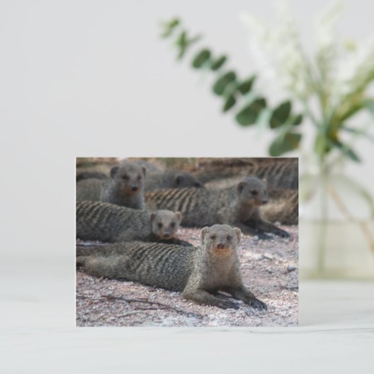 Bandmongoose Postkarte (Stehend Vorderseite)