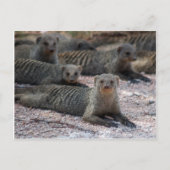 Bandmongoose Postkarte (Vorderseite)