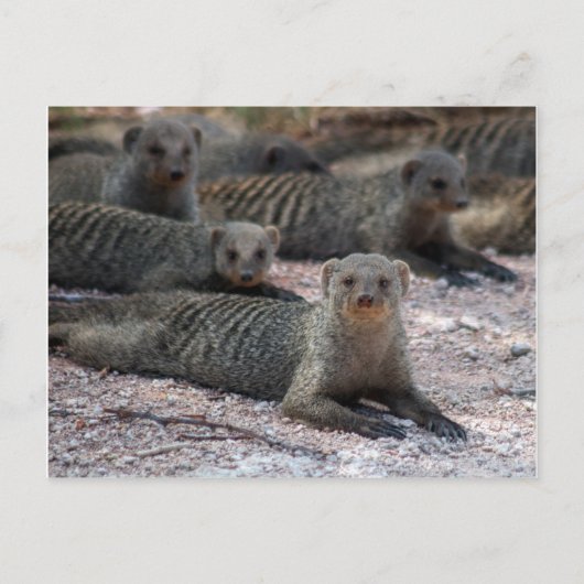 Bandmongoose Postkarte (Vorderseite)