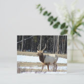 Banff Elk Postkarte (Stehend Vorderseite)