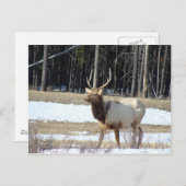 Banff Elk Postkarte (Vorne/Hinten)
