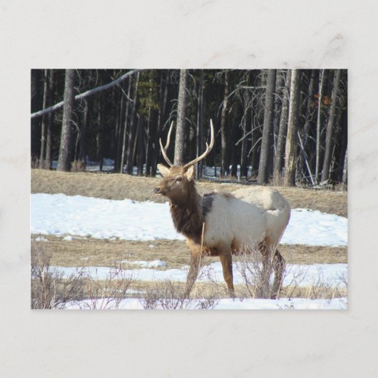 Banff Elk Postkarte (Vorderseite)