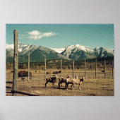 Banff Mountain Goats & Buffalo Alberta Poster (Vorne)