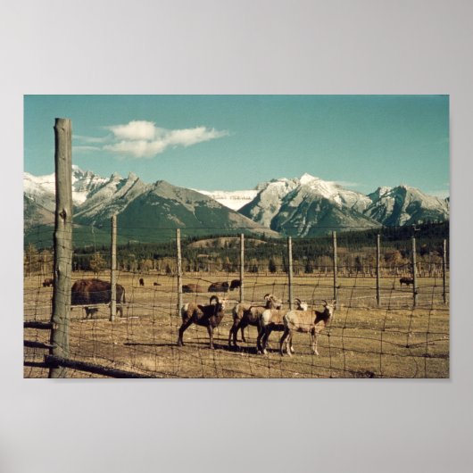 Banff Mountain Goats & Buffalo Alberta Poster (Vorne)