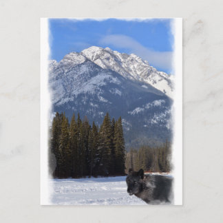 Banff Wolf im Winter mit Mt Kaskade Postkarte