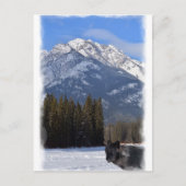Banff Wolf im Winter mit Mt Kaskade Postkarte (Vorderseite)