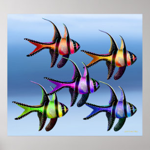 Banggai Cardinalfish-Regenbogen-Plakat Poster