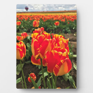 Banja Luka Tulips mit Heißluftballon Fotoplatte
