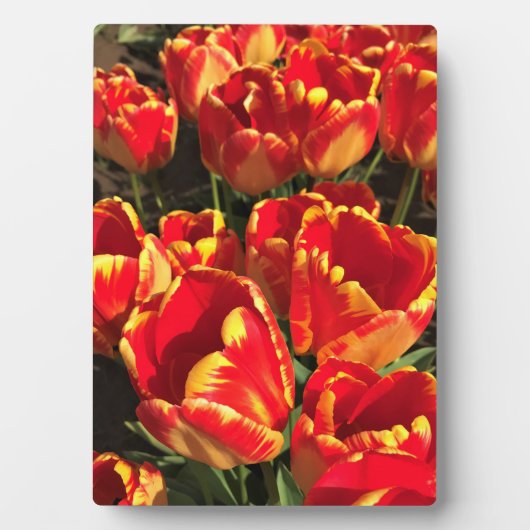 Banja Luka Tulips, Oregon Fotoplatte (Vorderseite)