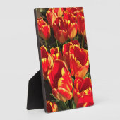 Banja Luka Tulips, Oregon Fotoplatte (Seite)