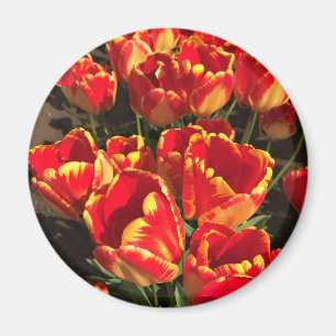 Banja Luka Tulips, Oregon Magnet