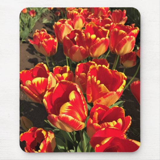 Banja Luka Tulips, Oregon Mousepad (Vorne)