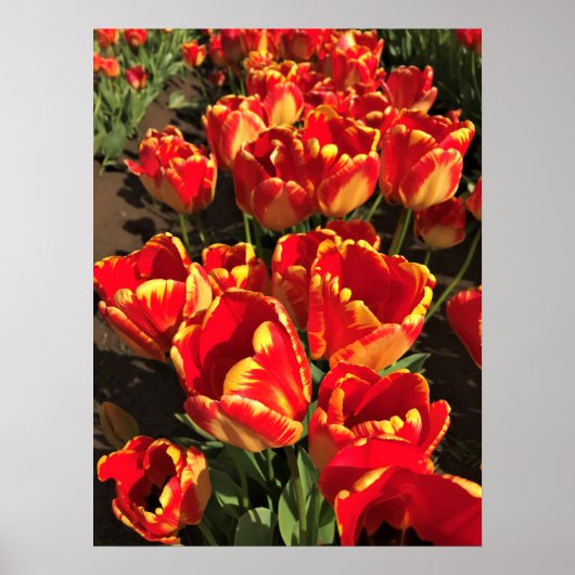 Banja Luka Tulips, Oregon Poster (Vorne)