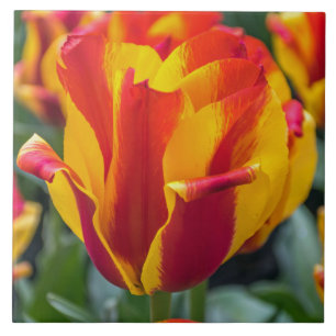 Banja Luka Tulpe Keramik Fliese