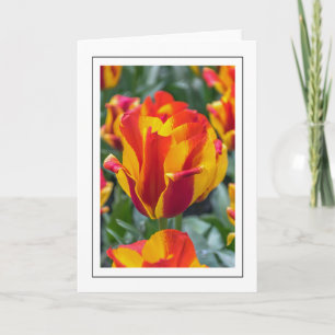 Banja Luka Tulpen Grußkarte Karte
