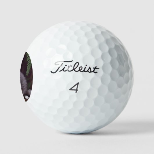 Banjo der Perser: Ein flauschiges Grau und Weiße F Golfball (Logo)