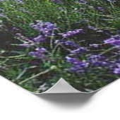 Bank im Lavendel postieren Poster (Ecke)