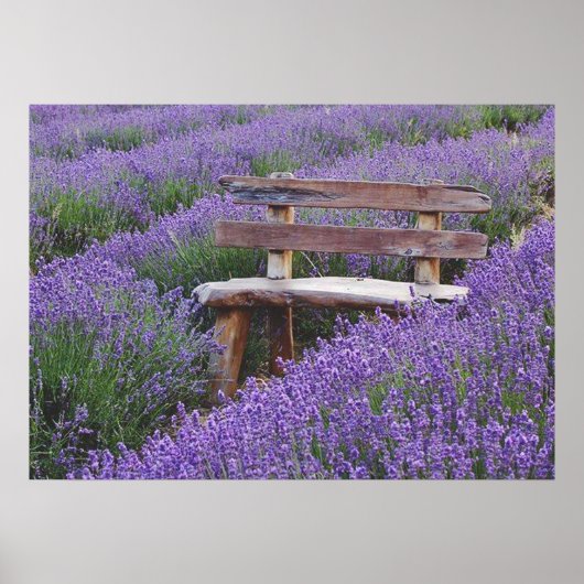 Bank im Lavendel postieren Poster (Vorne)